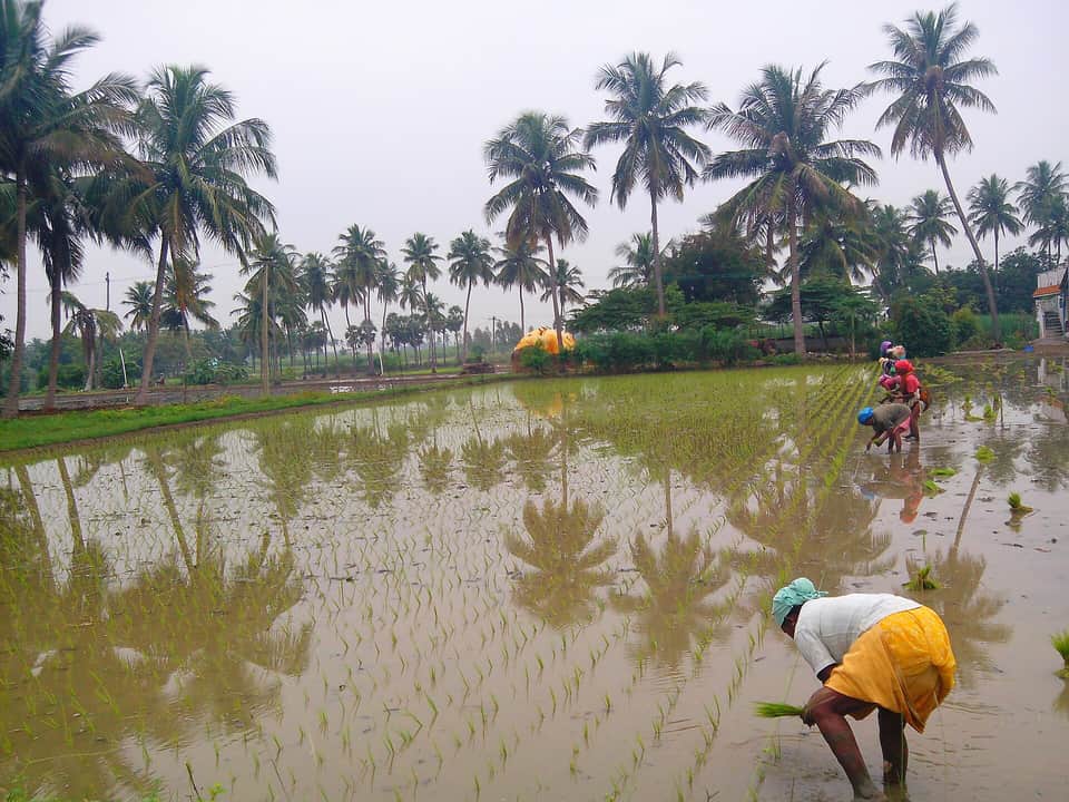 Paddy transplantation in Tamil Nadu. Rice sowing fell 3.6% this kharif season as the monsoon faltered in the south and east. Photo: Thamizhpparithi Maari / Wikimedia Commons (CC BY-SA 4.0)